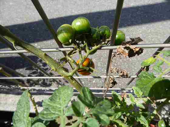 今年もトマトの収穫が始まりました 最近の我が家の家庭菜園状況 かわさんどっとわーく
