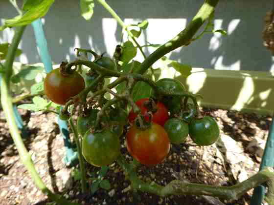 今年もトマトの収穫が始まりました 最近の我が家の家庭菜園状況 かわさんどっとわーく