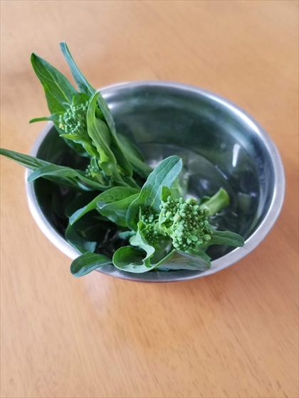 小松菜の花芽