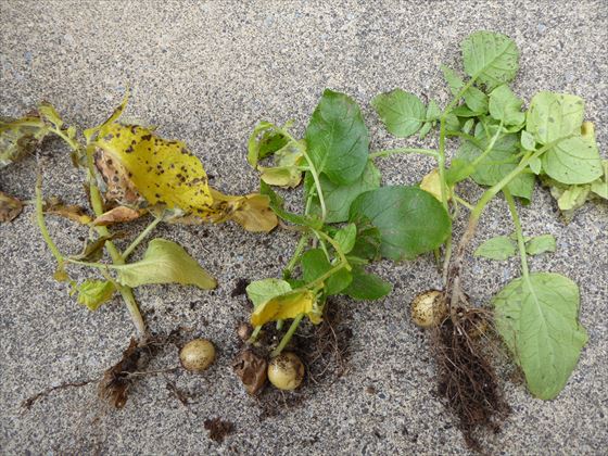 葉が黄色くしおれてしまったジャガイモの株、4株