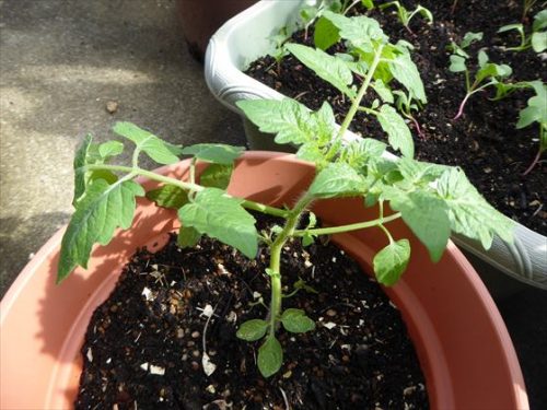 30センチぐらい成長したミニトマトの芽