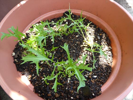 5月4日鉢に植え替えた水菜の様子
