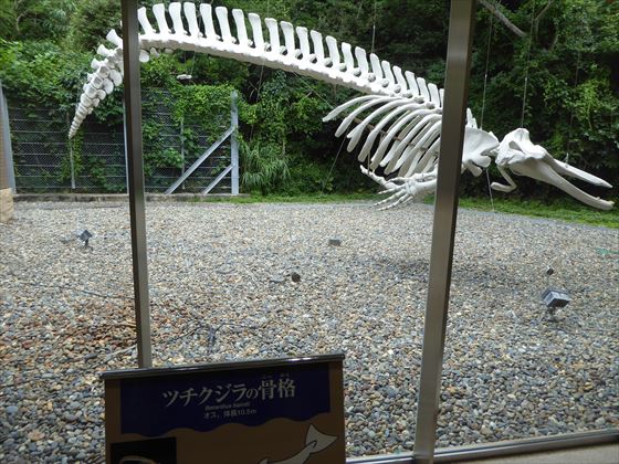 屋外の吊された鯨の白い骨格標本