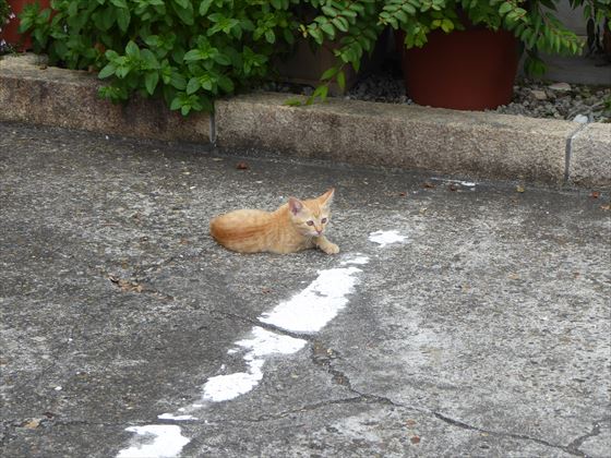 駐車場にいる茶色い子猫