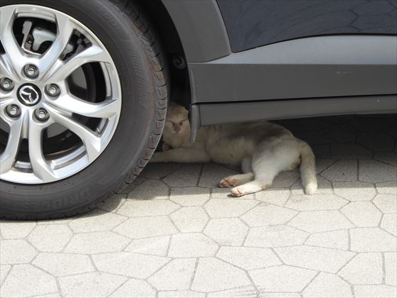 車の下にいる白い猫