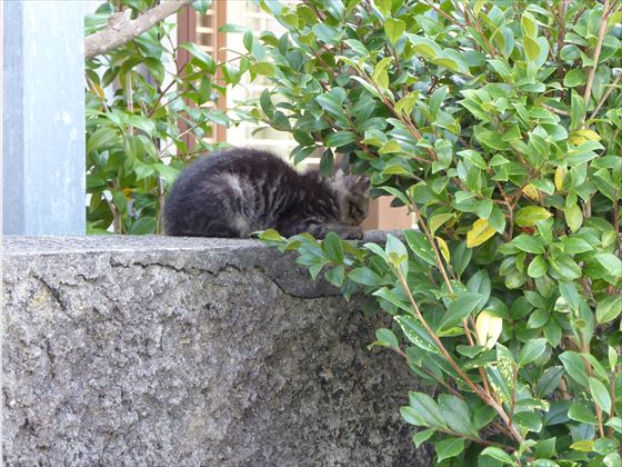 塀の上にいる灰色の猫