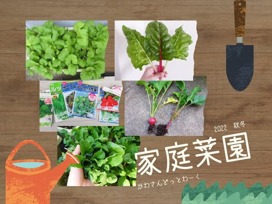 プチ自給自足を目指す主婦の秋冬の家庭菜園【2022年秋冬】