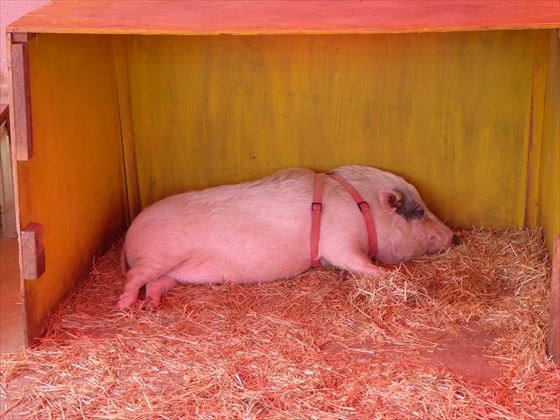 寝そべる白い豚