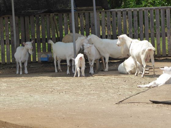 白いヤギの集団