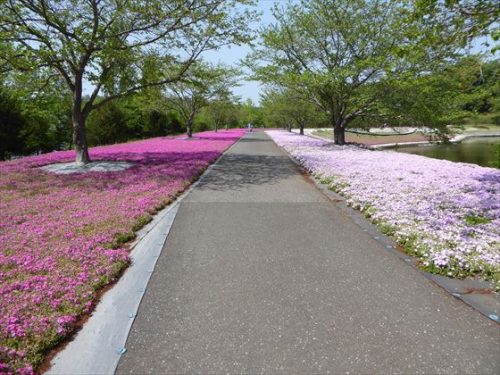 道路右に薄ピンク色の芝桜、左は濃いピンクの芝桜