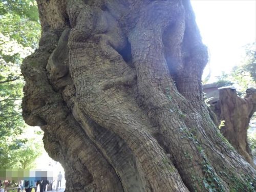 大楠の木肌