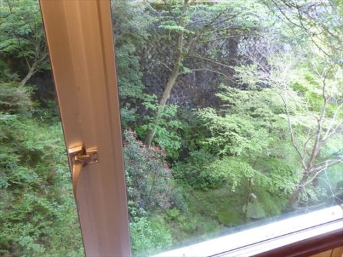 窓からの景色、木ばかり